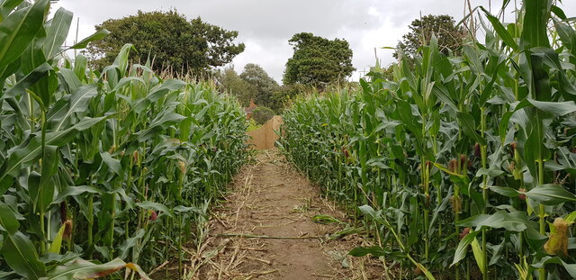 Footpath through Maize Crop at Lymore