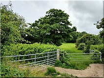 SU7205 : Gates on Solent Way near St Thomas a Becket Church, Warblington by PAUL FARMER