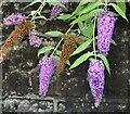 Purple Buddleia