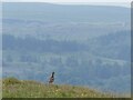 SD9868 : Curlew overlooking Wharfedale by Stephen Craven