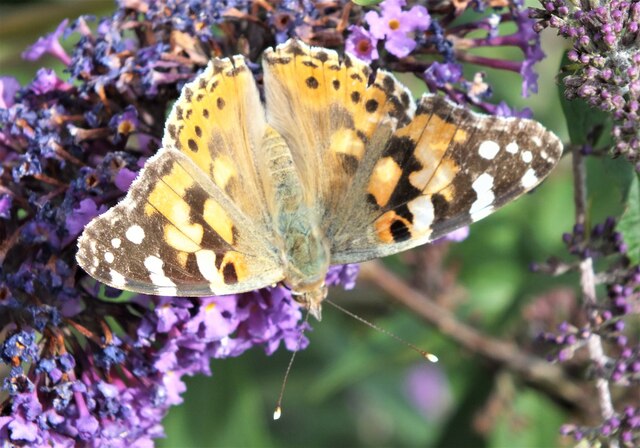 Painted Lady Butterfly