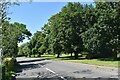 Trees on Forward Green