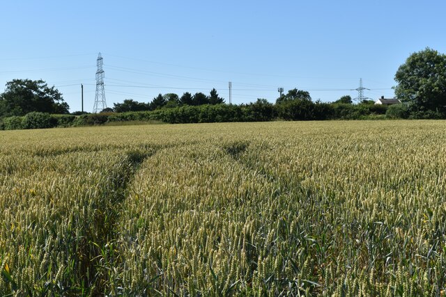 Ripening wheat field near Meadow View Farm