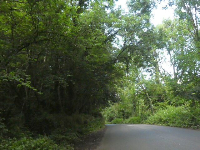 Road in Babeleigh Wood