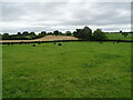 SO6148 : Cattle grazing near Cowarne House by JThomas