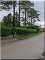 Hedges and trees, Nympsfield, Gloucestershire