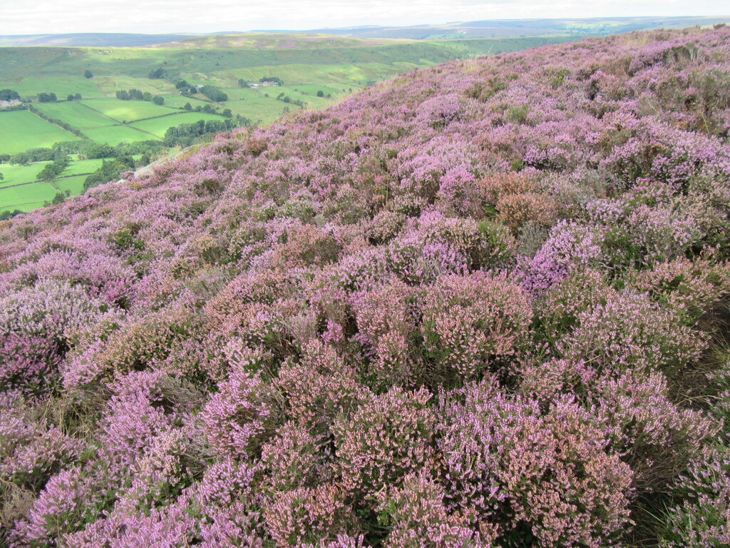 Heather On Danby Rigg © T Eyre Cc By Sa20 Geograph Britain And Ireland 2438