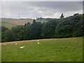 Sheep, Langside