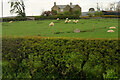 NU1427 : Sheep in a Field near the A1 at Rosebrough by David Dixon