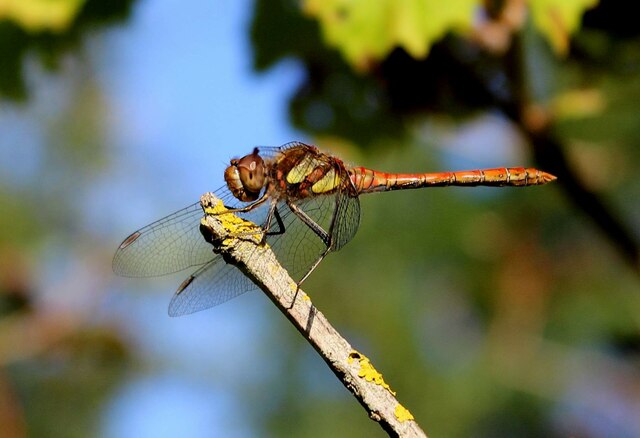 Common Darter dragonfly, Edwards Woodland