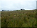 Rough grazing for sheep