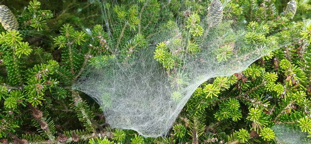 Spider's web on tree