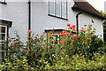 TQ2488 : Red roses in Hampstead Way, Hampstead Garden Suburb by David Howard