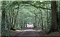 Footpath in Hoddesdon Park Wood