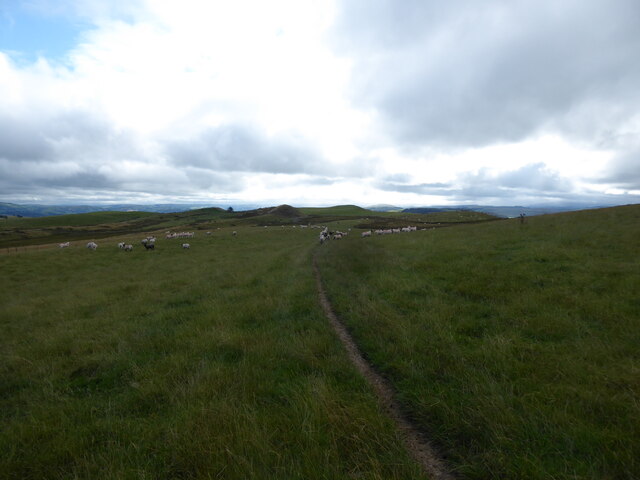 On sheep pasture above Llyn y Tarw