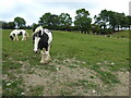 Piebald and miniature ponies in a paddock