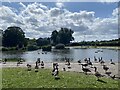 A gaggle of geese in Blackheath