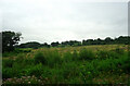 Woodland and rough grazing near Hendre