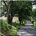 Trimpley Lane south of Shatterford, Worcestershire