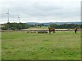 Horses near Unthank