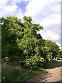 TQ2577 : An Indian Bean Tree (Catalpa bignonioides) in Brompton Cemetery by Stefan Czapski