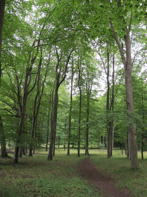 Beech trees in Commonhill Wood