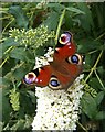 Peacock butterfly