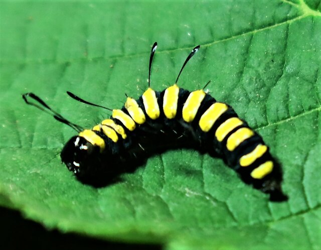 Alder Moth caterpillar in Killingan... © Patrick Roper :: Geograph ...