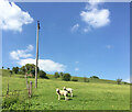 Lambs in Devon countryside