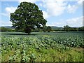 Oak tree in a cabbage field