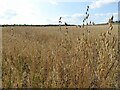 A field of oats