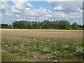 Cereal crop near The Folly