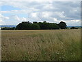 Cereal crop towards Weir Plantation