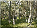 NH9342 : Birch wood, Dulsie by Richard Webb