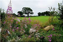 H4376 : Rosebay willowherb, Mountjoy Forest West Division by Kenneth  Allen