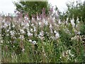 A fine showing of Rosebay Willowherb