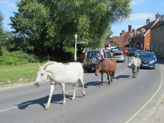 Horses in the road, Beaulieu