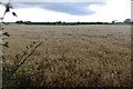SP1760 : Field of wheat in Bearley by David Howard