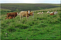 NJ3526 : Cattle at Aldivalloch by Anne Burgess