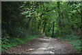 Bridleway on the edge of Ham Wood