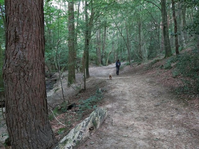 Woodland Path through the Trees