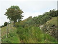 Overgrown with reeds and gorse