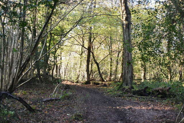 Twenty Acre Shaw © N Chadwick :: Geograph Britain and Ireland