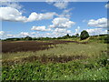 Crop field near Highfield Farm