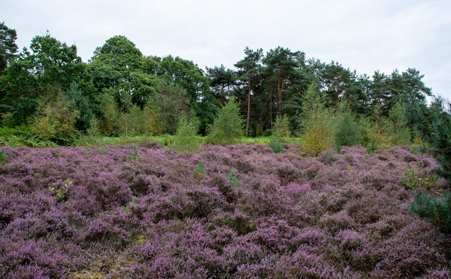 Heather and emerging woodland at Blaxhall Common Nature Reserve