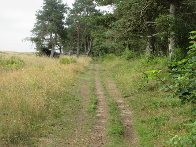 Path on the edge of Tentsmuir Forest