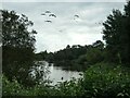 SK0220 : Swan Lake, the Wolseley Centre by Christine Johnstone