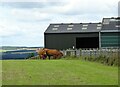 Cattle at Berry Edge Farm