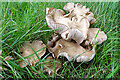 NJ2424 : Fungi by Anne Burgess