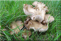NJ2424 : Fungi by Anne Burgess